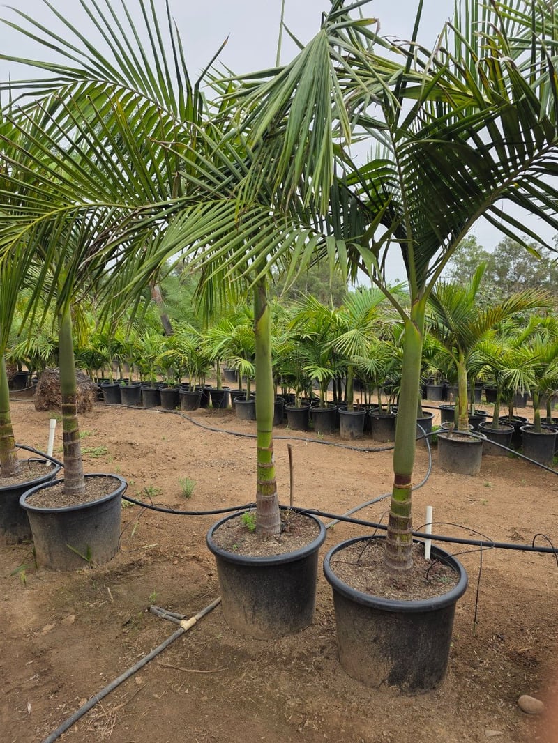 Photo for Archontophoenix cunninghamiana (King Palm)