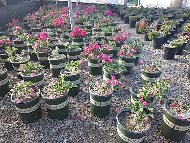 Photo for Bougainvillea 'Monka' (Oo-La-La Bougainvillea)