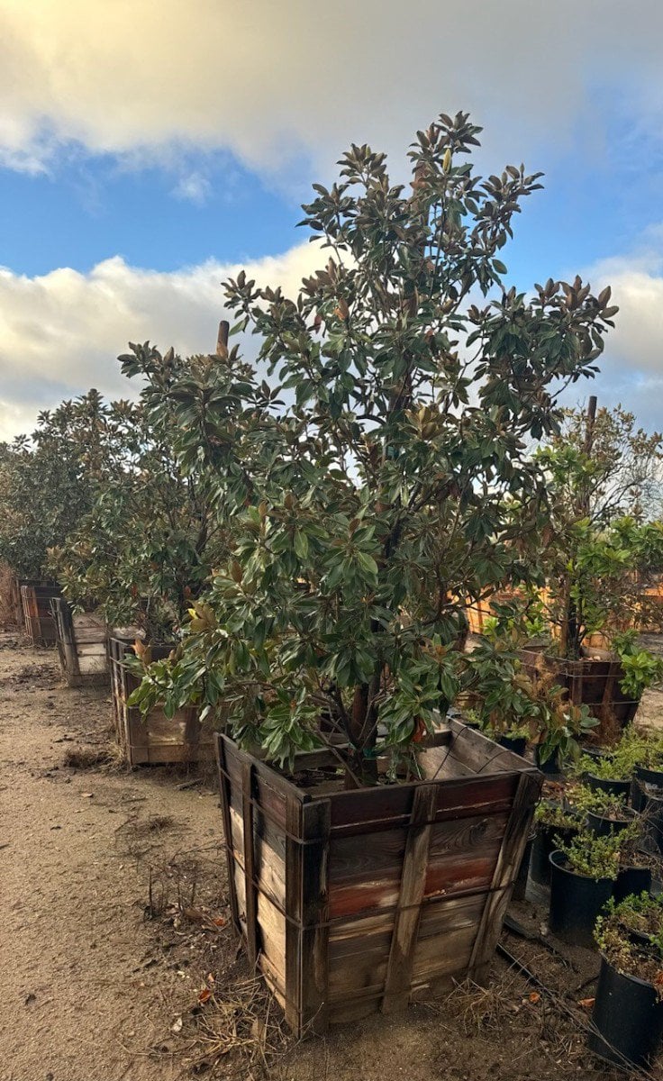 Photo for Magnolia grandiflora 'Little Gem' (Low Branching) (Little Gem Dwarf Magnolia)