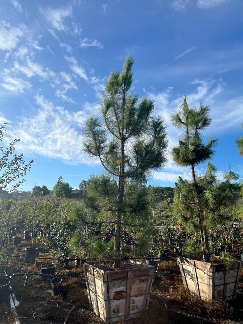Photo for Pinus canariensis (Standard) (Canary Island Pine)