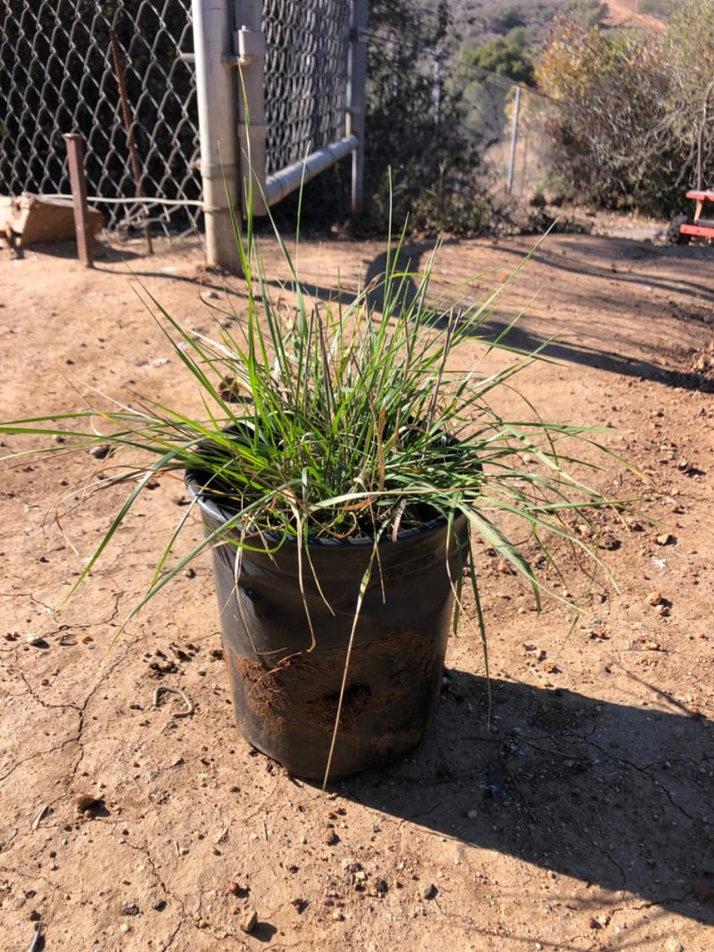 Photo for Stipa (Nassella) pulchra (Purple Stipa)