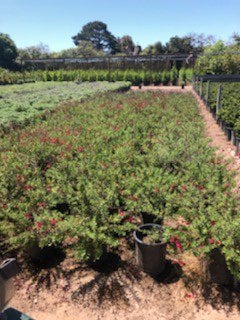 Photo for Salvia greggii 'Furman's Red' (Furman's Red Autumn Sage)
