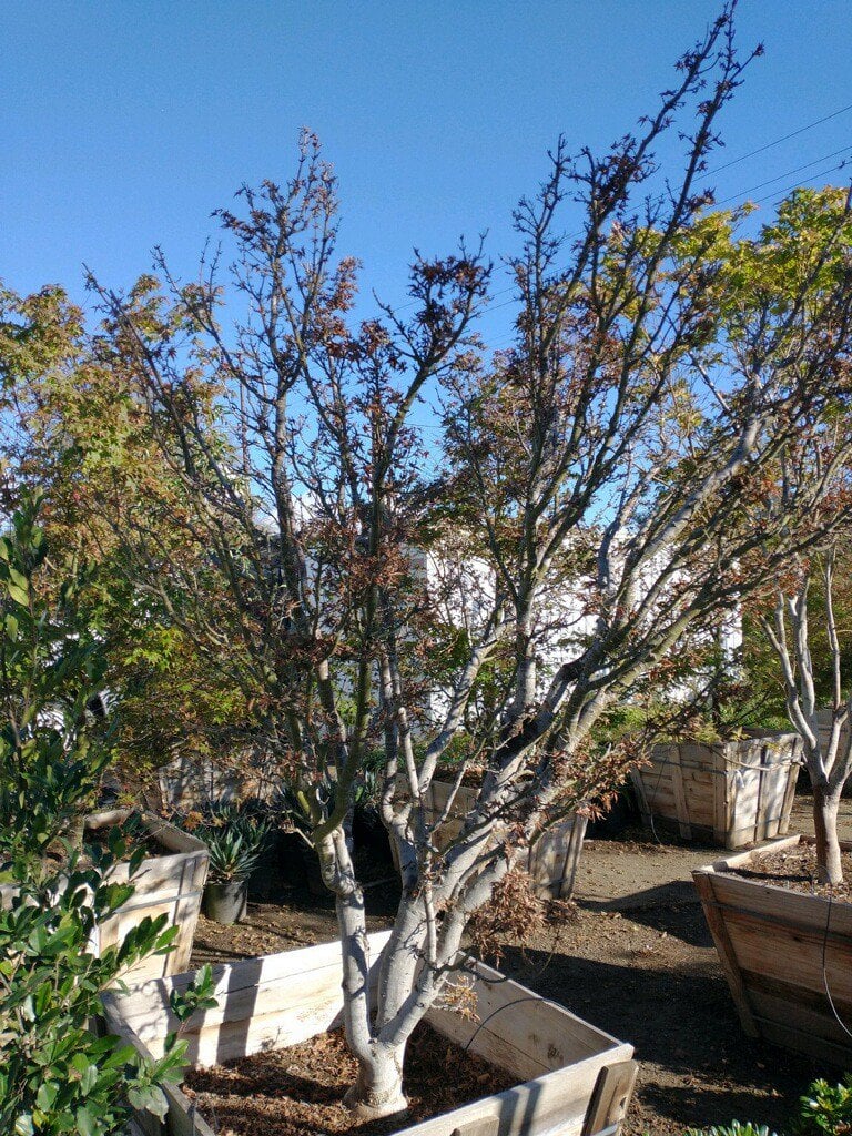 Photo for Acer palmatum 'Shishigashira' (Shishigashira Japanese Maple)