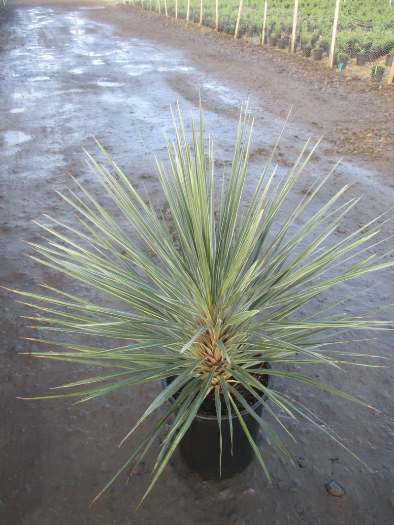 Photo for Cordyline australis 'Pink Champagne' (Pink and White Cordyline )
