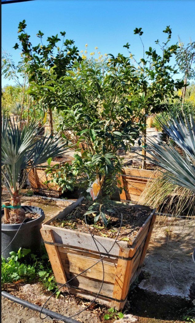 Photo for Fortunella margarita 'Nagami' (Dwarf Nagami Kumquat)