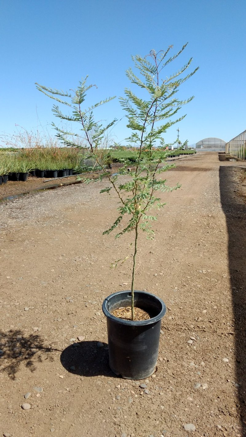 Photo for Caesalpinia gilliesii (Poinciana)