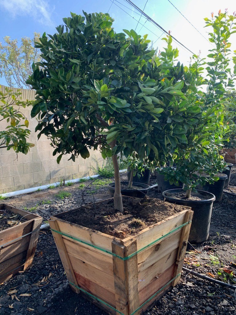 Photo for Citrus paradisi 'Ruby Red' (Ruby Red Grapefruit)