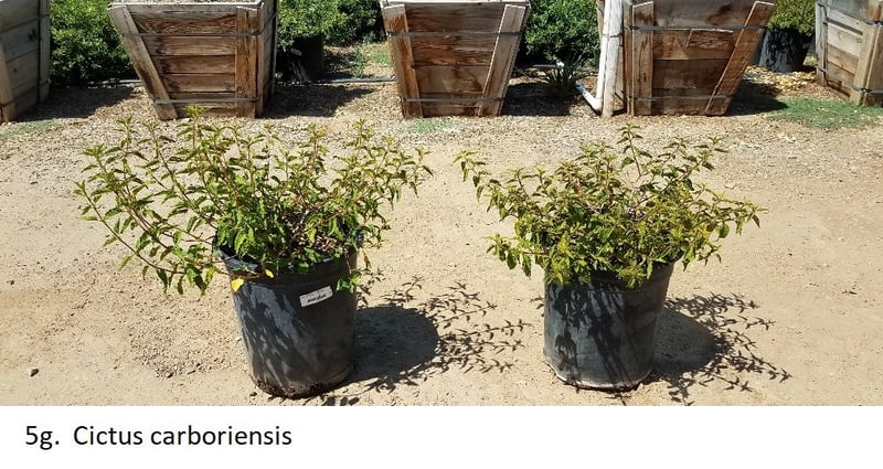 Photo for Cistus hybridus (White Rockrose)