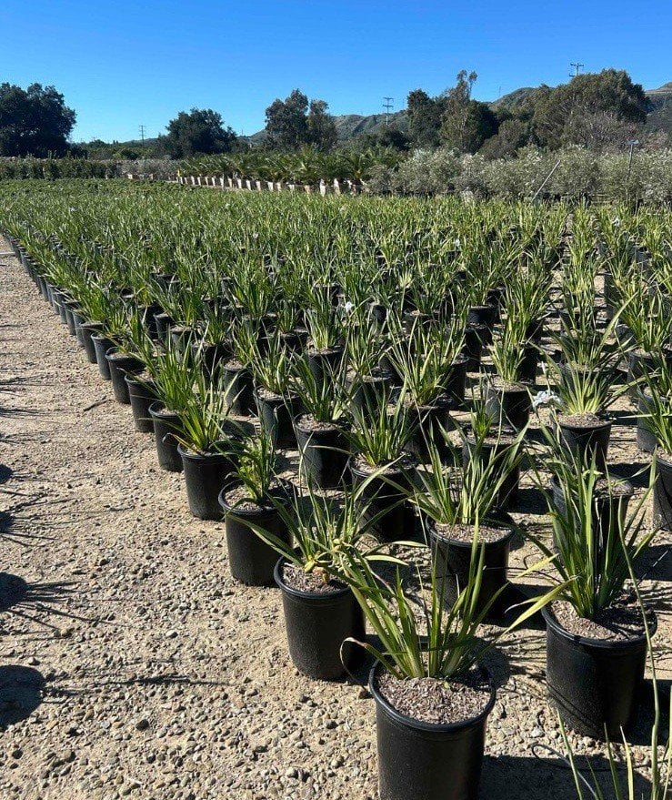 Photo for Dietes vegeta (African Iris)