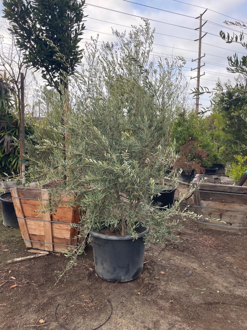 Photo for Olea europaea 'Fruitless' (Fruitless Olive)