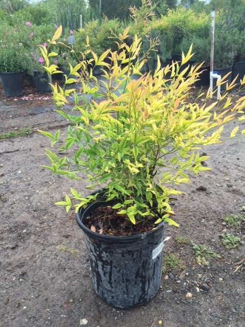 Photo for Nandina domestica (Heavenly Bamboo, Sacred Bamboo)
