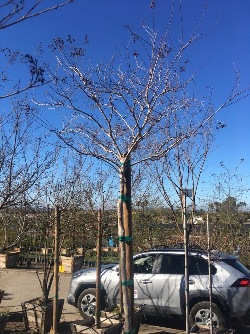 Photo for Lagerstroemia indica x fauriei 'Tuscarora' (Tuscarora Crape Myrtle)