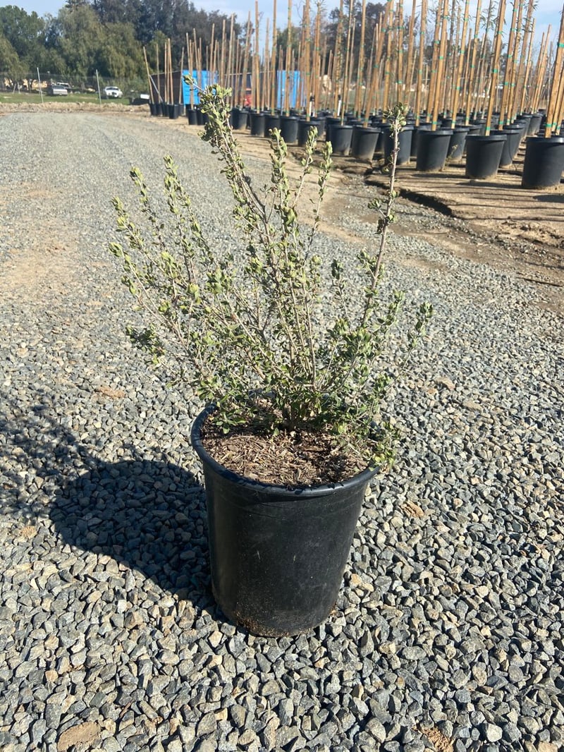Photo for Leucophyllum langmaniae 'Rio Bravo' (Rio Bravo Texas Ranger)