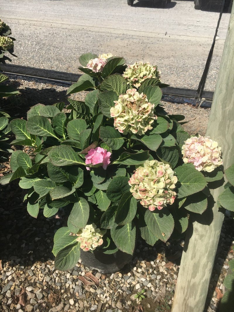 Photo for Hydrangea 'White' (White Hydrangea)