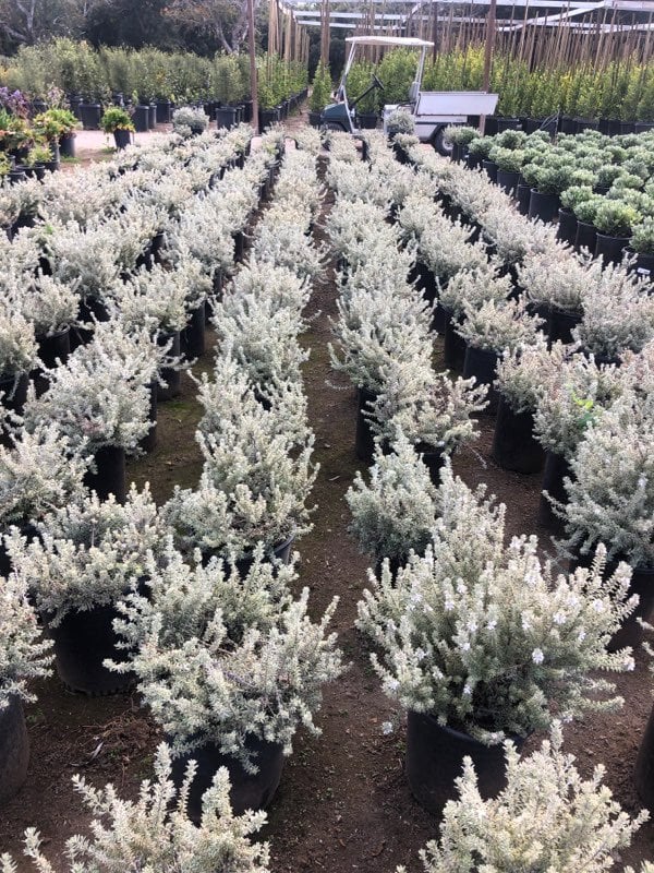 Photo for Westringia fruticosa 'Smokey' (Smokey Coast Rosemary)