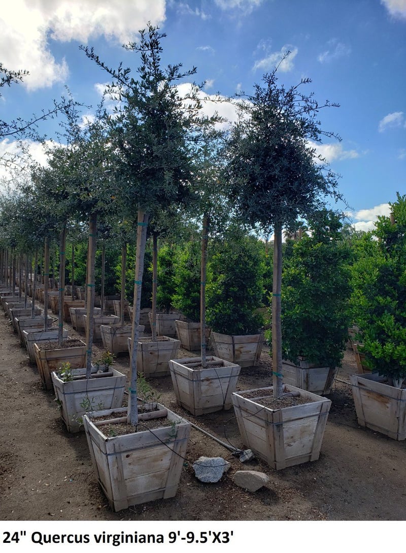 Photo for Quercus virginiana (Standard) (Southern Live Oak)