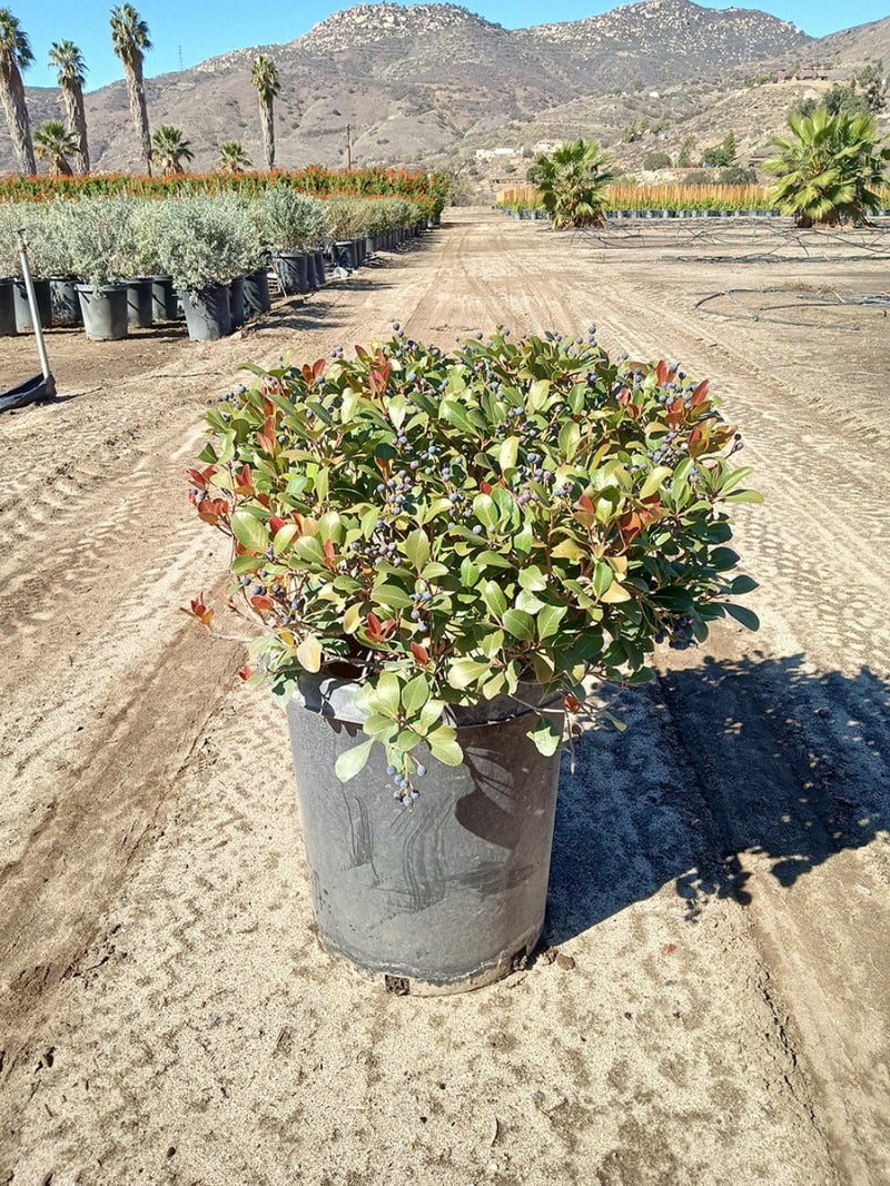 Photo for Raphiolepis indica (Indian Hawthorne)
