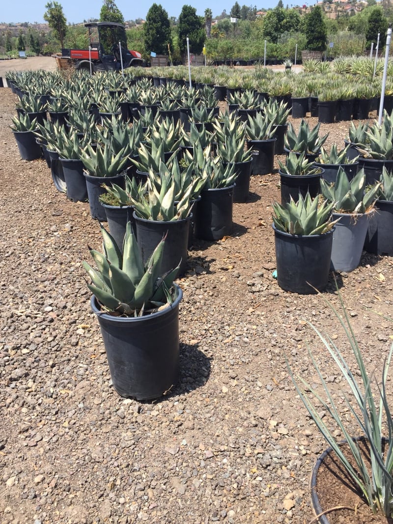 Photo for Agave 'Sharkskin' (Sharkskin Agave)