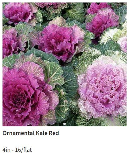 Photo for Brassica oleracea (Ornamental Kale)
