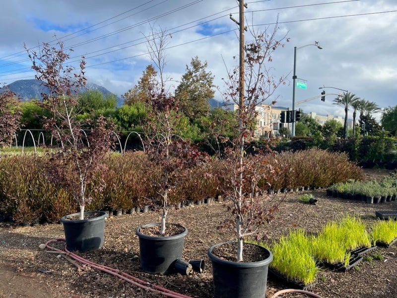 Photo for Acer palmatum 'Bloodgood' (Bloodgood Japanese Maple)