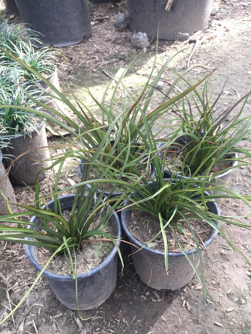Photo for Phormium tenax ‘Tom Thumb’ (Tom Thumb New Zealand Flax)