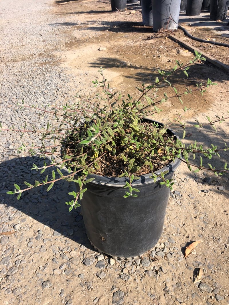Photo for Cistus salvifolius (Sageleaf Rockrose)