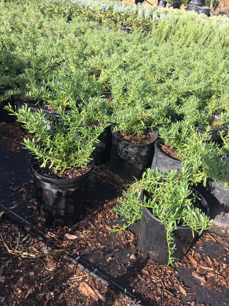 Photo for Myoporum parvifolium 'White' (M. p. 'Prostratum') (White Creeping Myoporum)