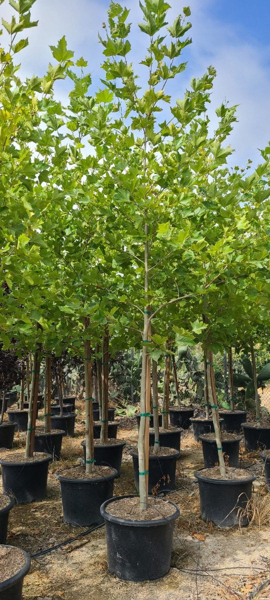 Photo for Platanus acerifolia 'Columbia' (London Plane Tree)