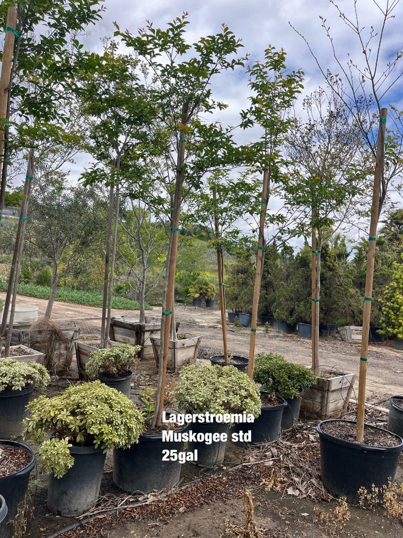 Photo for Lagerstroemia indica x fauriei 'Muskogee' (Standard) (Muskogee Crape Myrtle)