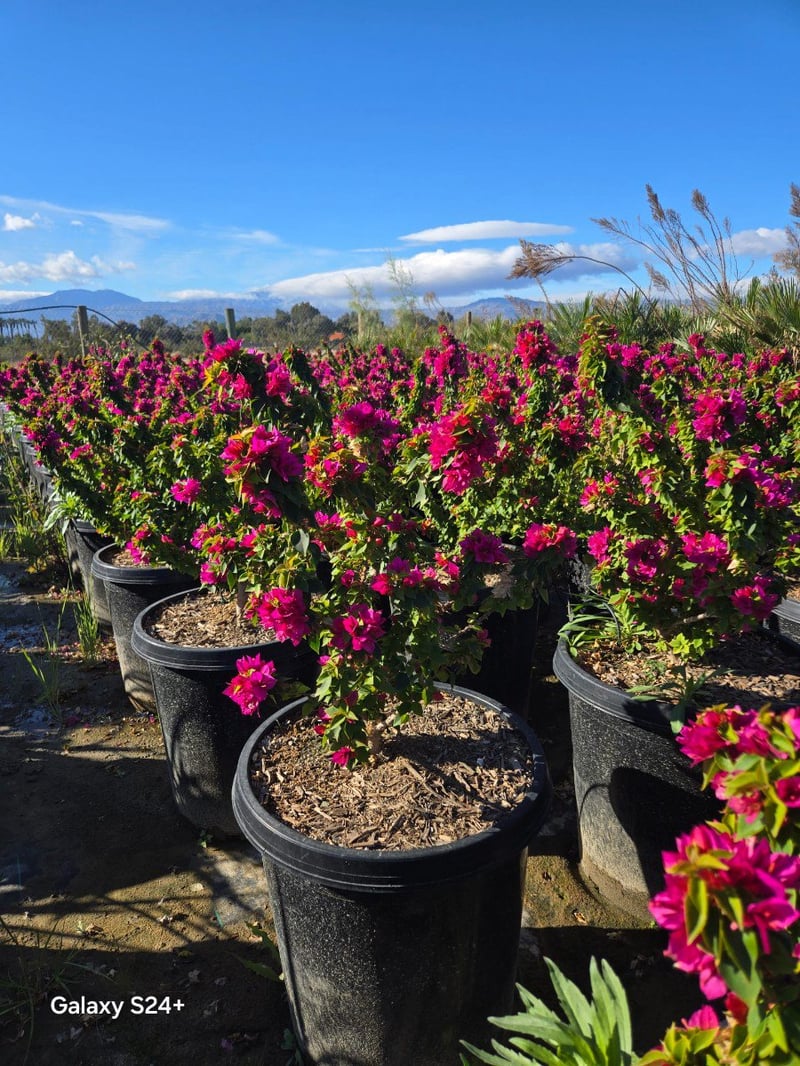 Photo for Bougainvillea 'Torch Glow' (Bougainvillea 'Torch Glow')
