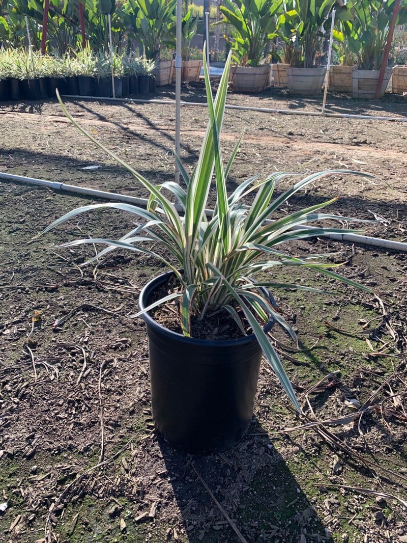 Photo for Dianella tasmanica (Tasman Flax Lily)