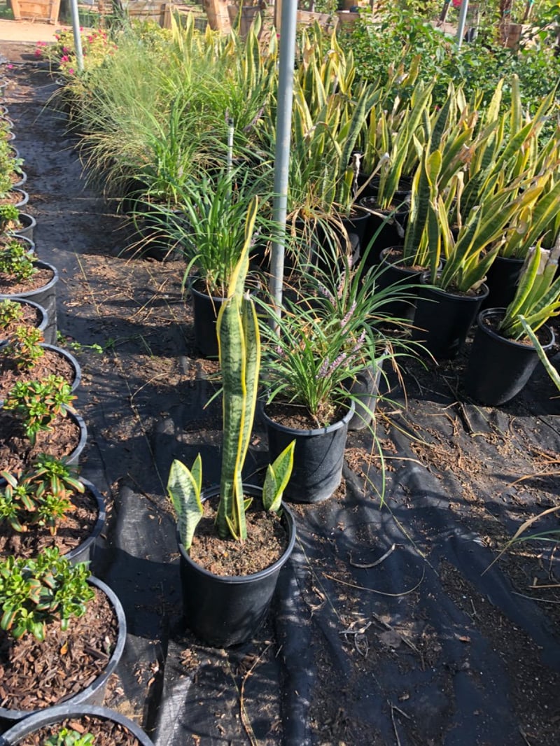 Photo for Sansevieria trifasciata (Snake Plant, Mother-in-Law's Tongue)