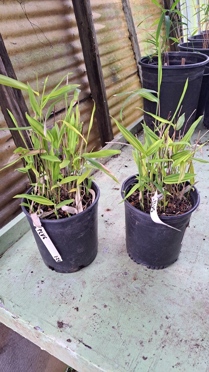 Photo for Pleioblastus viridistriatus (Dwarf Greenstripe Bamboo)
