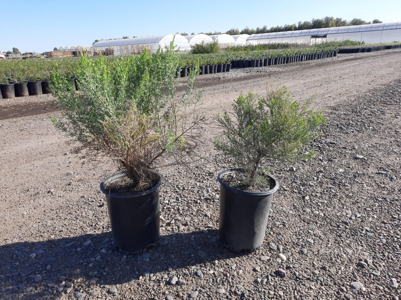 Photo for Baccharis hybrid 'Starn' (Thompson Desert Broom)