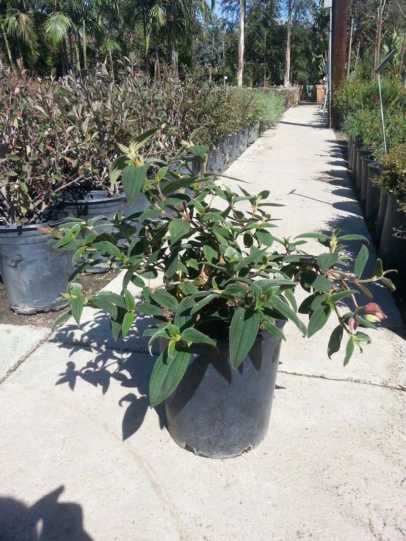 Photo for Tibouchina urvilleana (T. semidecandra) (Princess Flower)
