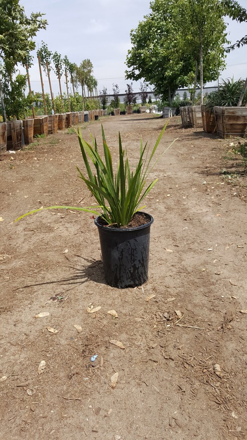 Photo for Dietes grandiflora (Fortnight Iris)