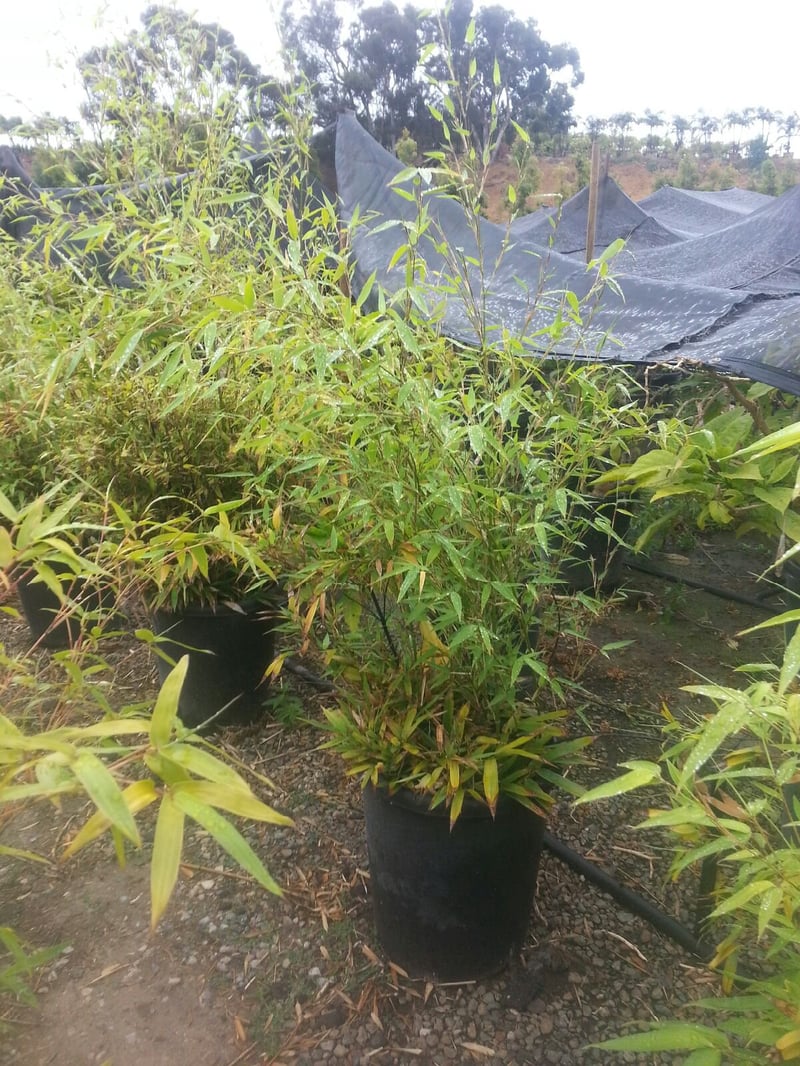 Photo for Phyllostachys nigra (Black Bamboo)