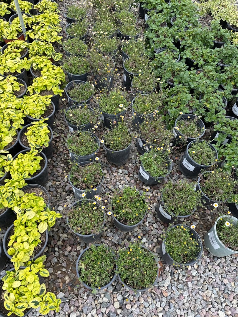 Photo for Erigeron karvinskianus (Mexican daisy)