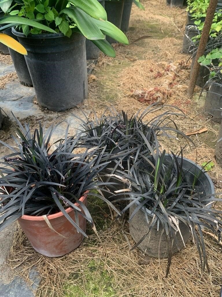 Photo for Ophiopogon planiscapus (Black Mondo Grass)