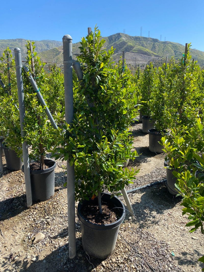 Photo for Prunus caroliniana 'Bright 'n Tight' ('Compacta') (COLUMN) (Bright 'N Tight ('Compacta') Carolina Laurel Cherry)