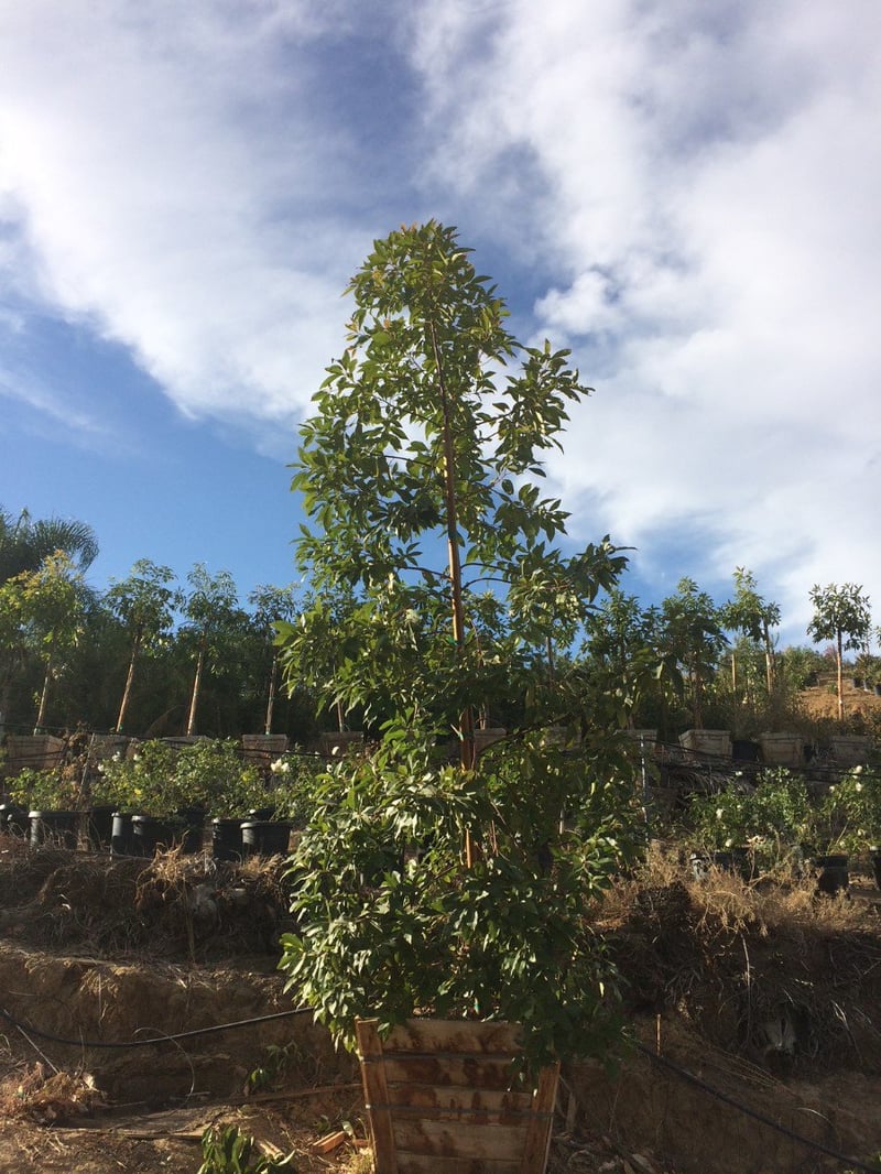 Photo for Tristaniopsis laurina (Water Gum)