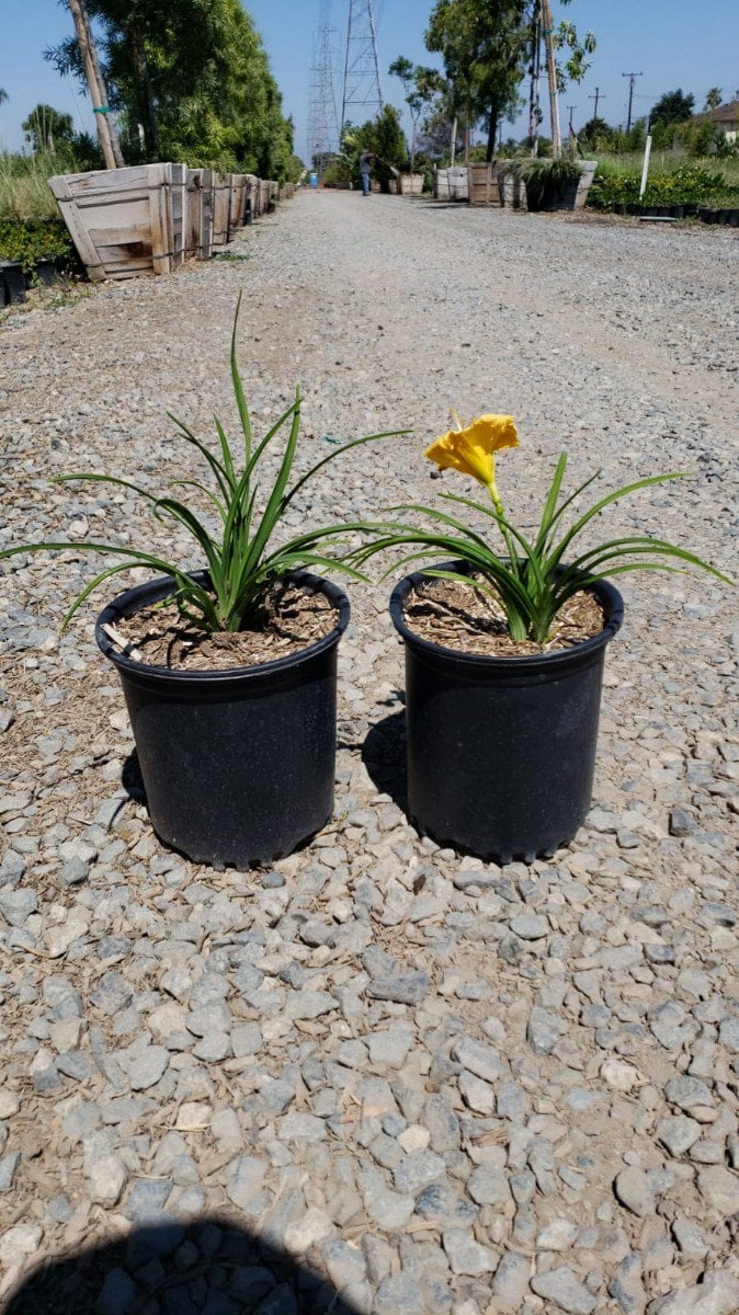 Photo for Hemerocallis x 'Stella de Oro' (Stella De Oro Dwarf Daylily)