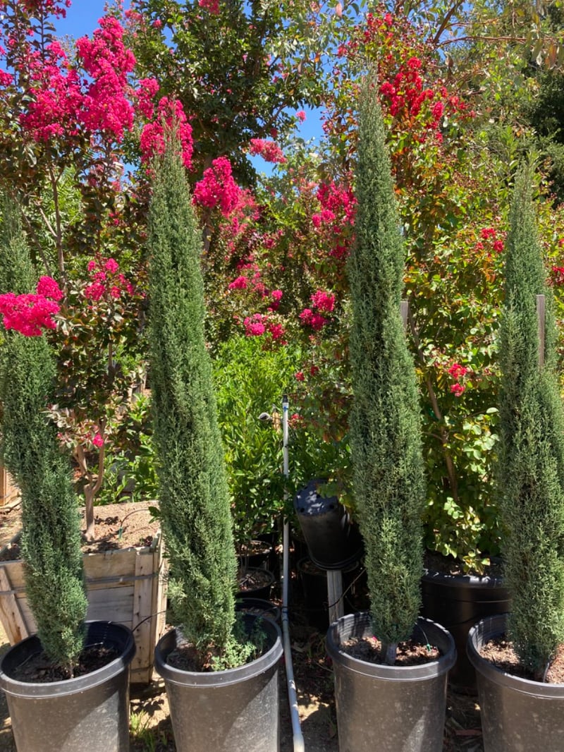 Photo for Cupressus sempervirens 'Compacta' (Dwarf Italian Cypress)