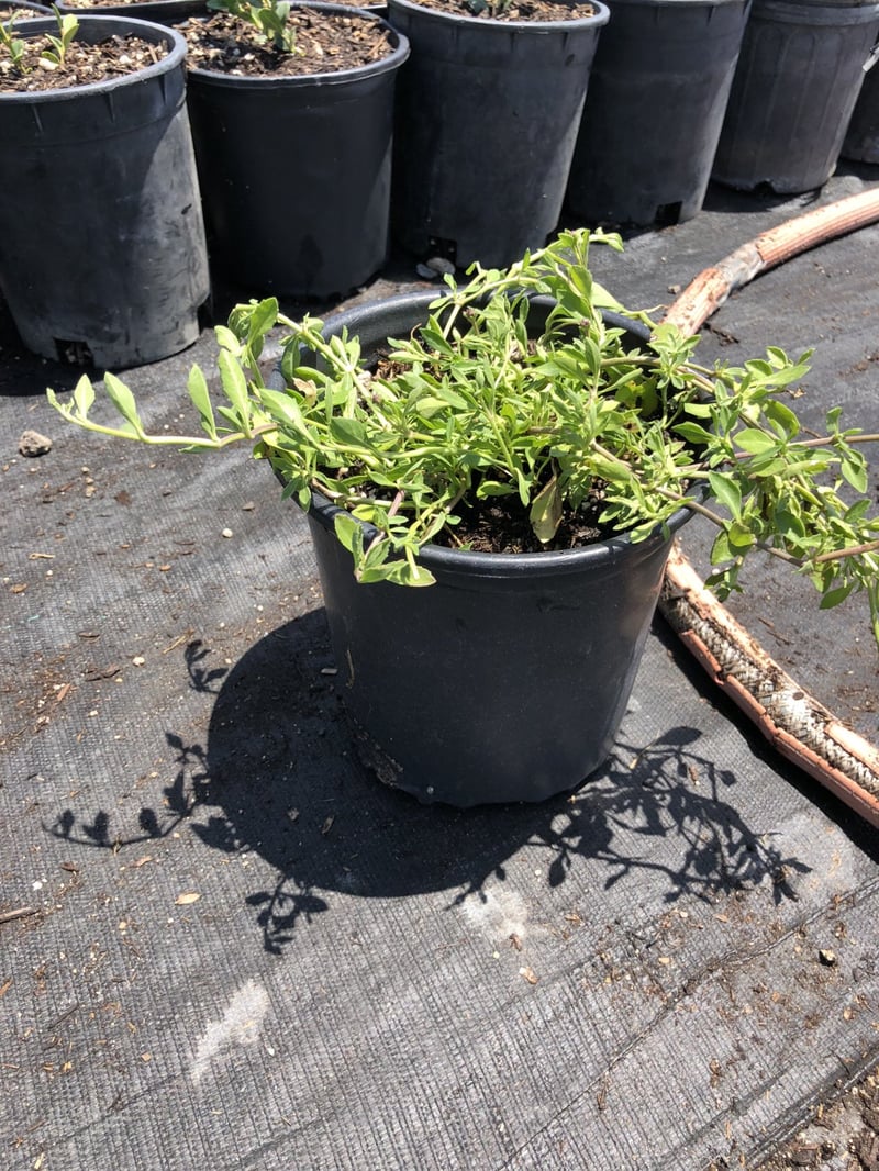 Photo for Phyla nodiflora (Lippia repens) (Lippia)