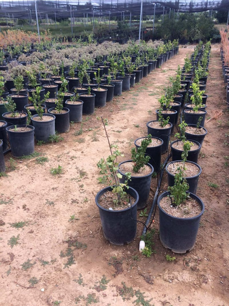 Photo for Prunus ilicifolia (Holly-leafed Cherry)