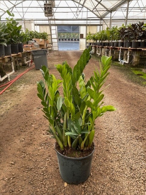Photo for Zamioculcas zamiifolia (ZZ Plant)
