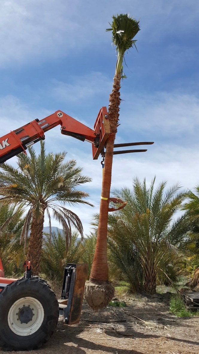 Photo for Washingtonia robusta (Mexican Fan Palm)