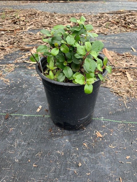 Photo for Ribes viburnifolium (Catalina Currant)