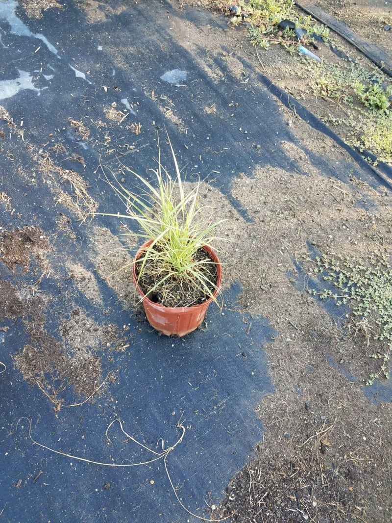 Photo for Miscanthus sinensis 'Adagio' (Adagio Maiden Grass)