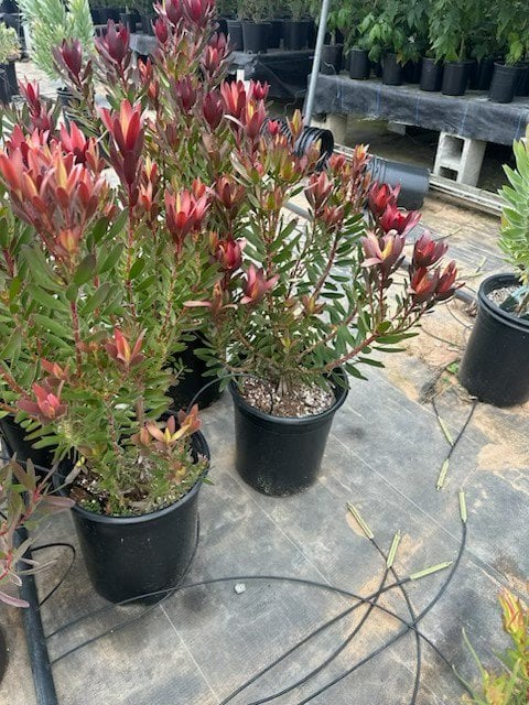 Photo for Leucadendron hybrid ‘Safari Sunset’ (Safari Sunset Conebush)